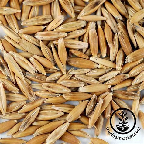 organic oats  oat grain seeds unhulled oats husk   gmo