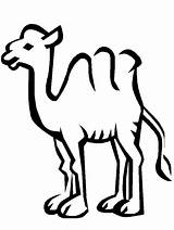Kamele sketch template