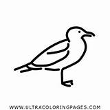 Gabbiano Gaviota Colorear Stampare Seagull Ultracoloringpages sketch template