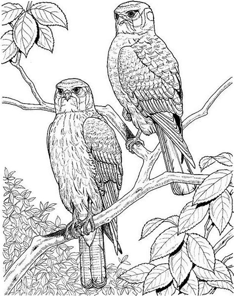printable coloring pages  adults   images colorist