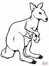 Känguru Ausmalen Kaengurus Australien sketch template