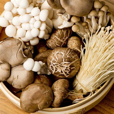 guide    common types  mushroom