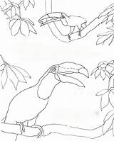 Coloring Toucans Amazon Rain Toucan Forest Caroline Arnold Books Paperblog sketch template
