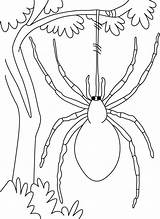 Spider Hang Colorluna Funnel Spiders sketch template