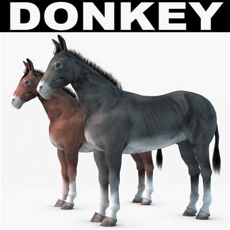 donkey  donkeys  model cgtrader