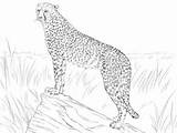 Gepard Cheetah Ausmalbild Kolorowanka Kolorowanki Presa Guepardo Beobachtet Beute Wydruku Prey Cheetahs sketch template