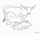 Coloring Cow Pages Longhorn Calf Texas Cattle Color Longhorns Printable Angus Cows Drawing Beef Realistic Getdrawings Print Colorings Line Getcolorings sketch template