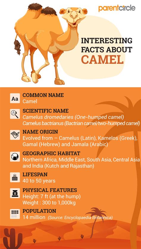 what is the lifespan of a camel camels typically live between 40 and