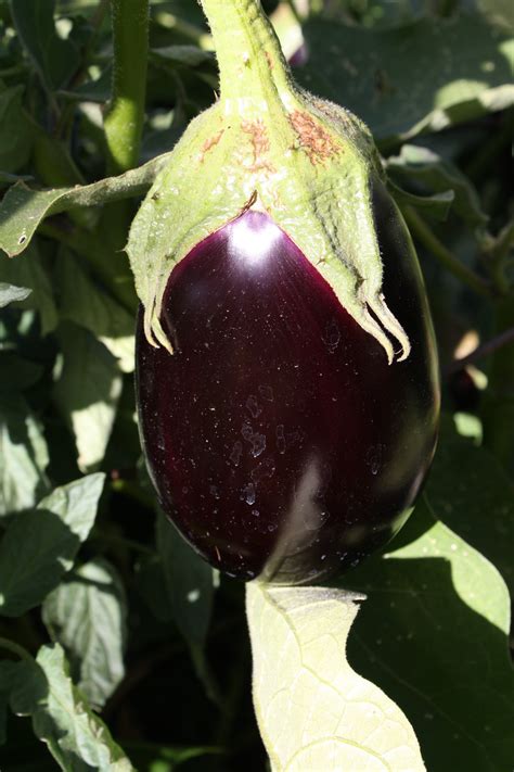 garden eggplant picture  photograph  public domain