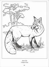 Coloring Wildlife 800px 64kb sketch template