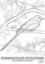 Coloring Bird Oklahoma State Pages Drawing Printable sketch template