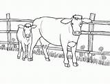 Coloring Pages Herd Cows Cow Popular sketch template