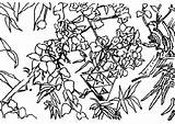 Bougainvillea Designlooter Sierpinski Karst Quinacridone sketch template