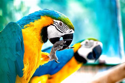 exotic birds  brevard parrots  pets space coast pet services