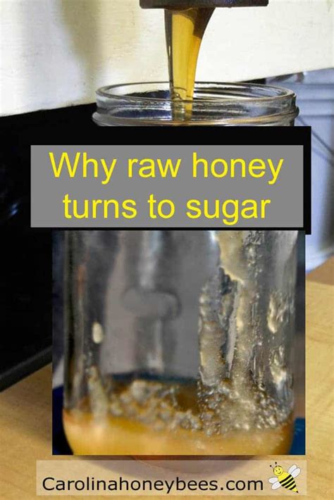 honey turns  sugar carolina honeybees farm