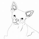 Chihuahua Dog Chihuahuas sketch template