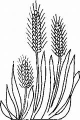 Wheat Coloring Plant Ears Some Sketch Drawings Pages Plants Gif 49kb sketch template