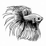 Betta Splendens Kampffisch Fighting Siamese Siamesischer Drawn Vissen Vechten Combat Poissons Siamois Freehand Drawings Aquarium Tropisch sketch template