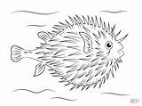 Fish Coloring Puffer Pages Pufferfish Drawing Tropical Ocean Printable Clipart Porcupine Poisson Sheets Kids Drawings Sea Animals Crafts Puzzle Adult sketch template