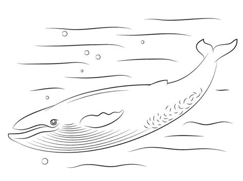 blue whale coloring pages whale coloring pages coloring pages