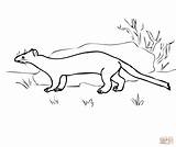 Ermine Stoat Coloring Pages Ferret Weasel Color Printable Footed Supercoloring Drawing Kids Template Categories sketch template