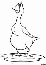 Coloring Pages Geese Comments Goose sketch template