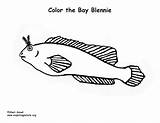 Bay Coloring Sponsors Wonderful Support Please sketch template