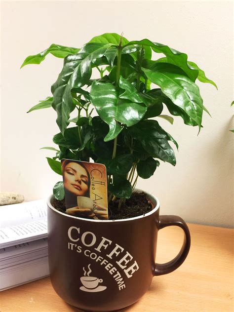 1 Arabica Coffee Plant Tree in Pot Indoor house Garden