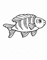 Poisson Marins Coloriages Colorier Fishes Youngandtae sketch template