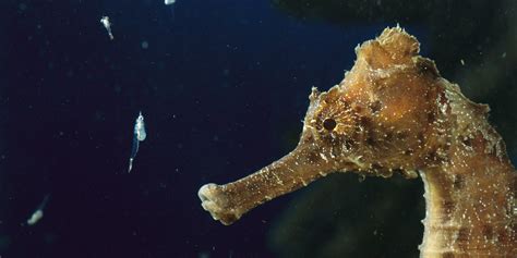seahorses horselike shape helps animal ambush prey scientists  huffpost