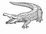 Drawing Crocodile Alligator Printable sketch template