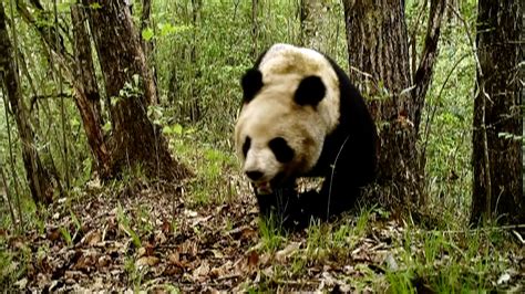 rare wild animals captured  camera  nw china nature reserve cgtn