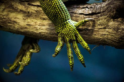 lizard claws photograph  global imagery  charles  rich