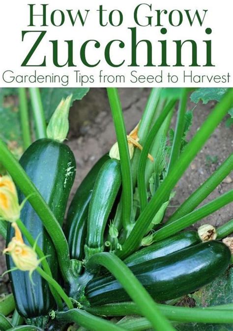 grow zucchini tips    start zucchini seeds