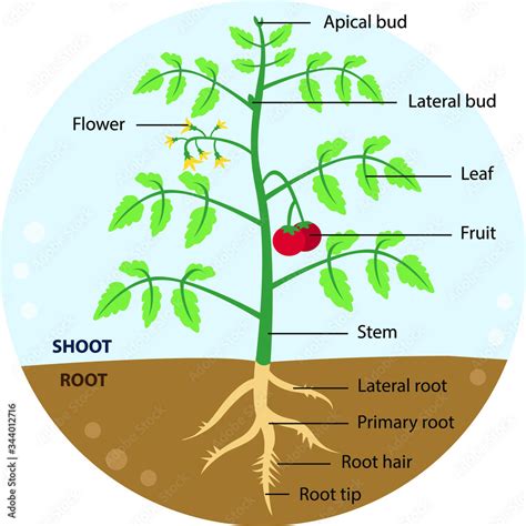 vector illustration    tomato plant diagram  labeled parts