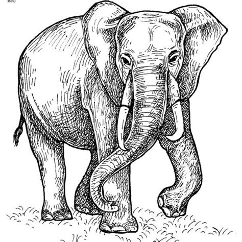 color paintings  elephant coloring page elefantes pintados