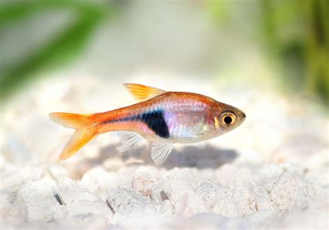 small aquarium fish breeds   freshwater tank