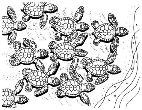 baby sea turtles coloring page embroidery pattern sea turtle art