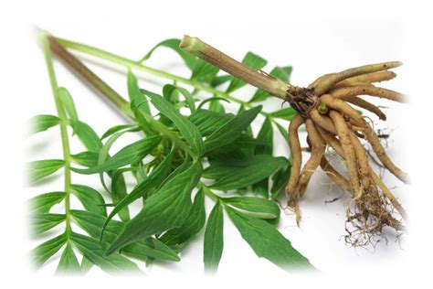 valerian root powder extract