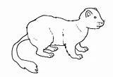 Ermine Coloring Pages Printable Animal Color Animals Print Back sketch template