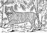 Tigre Bengala Tigres Tudodesenhos Animais sketch template