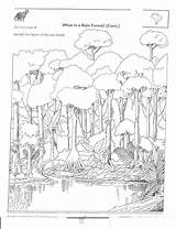 Rainforest Packet 1264 1648 Rainforests sketch template