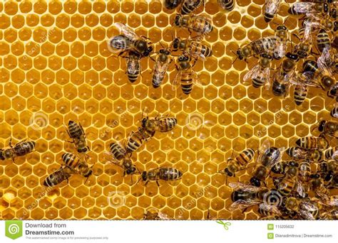 close  van bijen op honingraat  bijenstal stock foto image  naughty patroon