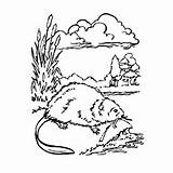 Beaver Coloring Dam Drawing Canadian Getcolorings Getdrawings sketch template