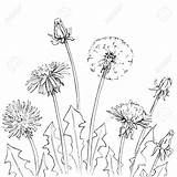 Dandelion Drawing Botanical Background Getdrawings Flowers sketch template