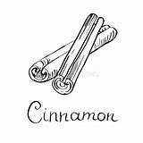 Cinnamon Stick Cannella Kaneel Sticks Bastone Pijpje Vettore sketch template