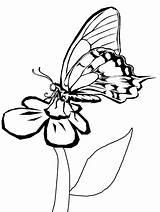 Coloring Pages Butterflies Animals K4 Advertisement sketch template