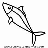 Sardina Sardine Pesce Ultracoloringpages Imagenes sketch template