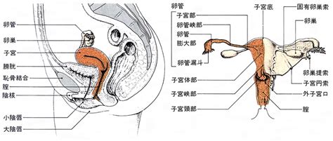 陰唇 いんしん とは？ 意味や使い方 コトバンク