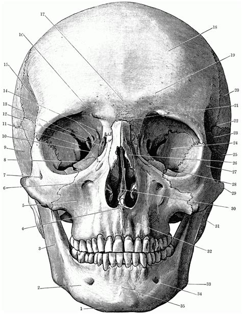 printable coloring pages skull anatomy human skull anatomy anatomy art
